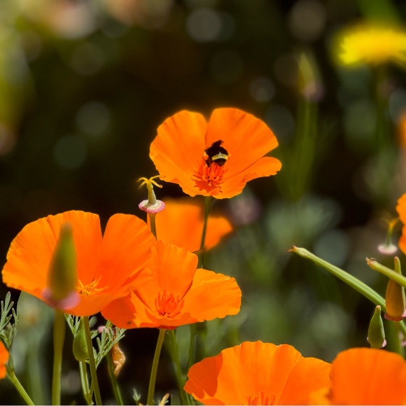 Meet your Posher, Sara - Picture 16 of 16